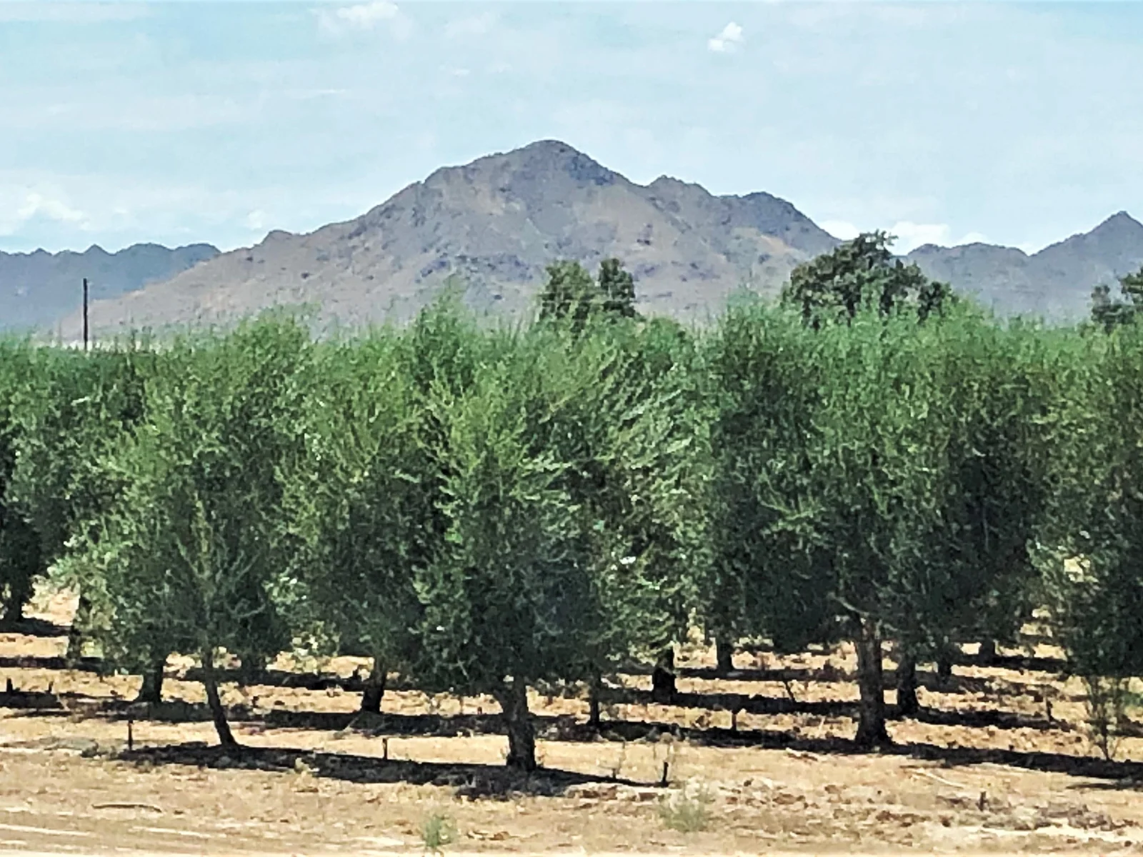 Queen Creek 2 Queen Creek, Arizona neighborhood roofline